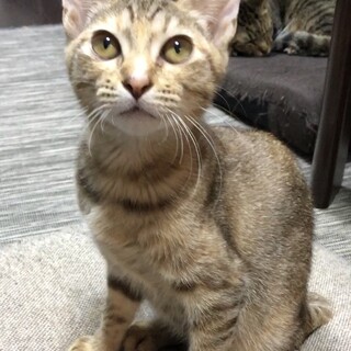 超人懐こいサビ猫ちゃん★ベタ慣れです！