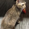 超人懐こいサビ猫ちゃん★ベタ慣れです！ サムネイル2