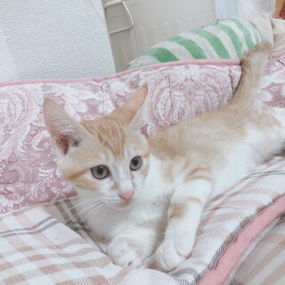 2ヶ月の茶白くん