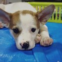 生後3か月位の子犬！里親様募集！