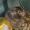 なんかカラフルなセーブルちゃんですね