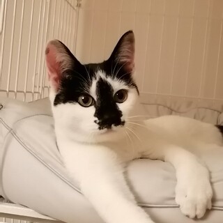 人慣れ抜群！白黒兄弟　コアくん