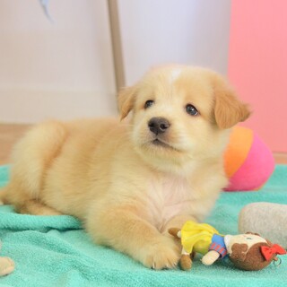 ◆募集停止◆マイペースな不思議っ子“アフィー君”