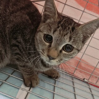 キジの子猫さん♀推定生後4ヶ月
