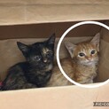 生後１ヶ月半くらい　トラ柄の子猫　と　さび柄の子猫