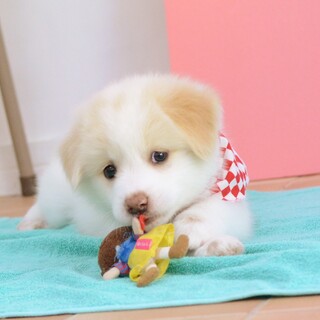 見かけによらず活発な“かぐやちゃん”