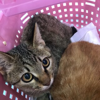 抱っこするとゴロゴロさんの山ちゃん