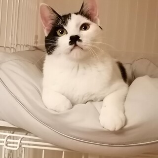 人慣れ抜群！白黒兄弟　チョビくん