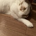 うさぎ2羽の里親募集致します。