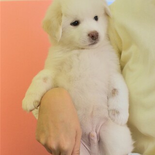 【募集停止】横顔もうつくしい美男子“ブルグ君”