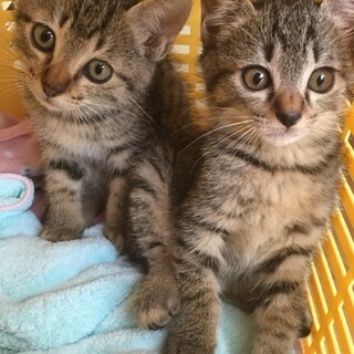 里親様が決まりました♡有難うございました！