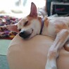 お昼寝
