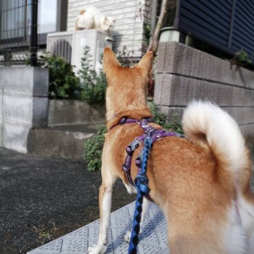 ネコが好き
