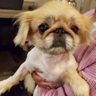 保護っこ♪きよちゃん♪里親絶賛募集中！