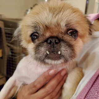 保護っこ♪なほちゃん♪里親絶賛募集中！