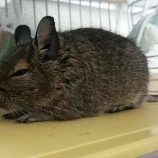 小動物で人気のデグーの里親募集