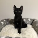 見学大歓迎 黒猫 サラちゃん