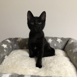 見学大歓迎 黒猫 サラちゃん