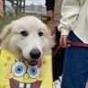 エコバックを加工してヨダレカケに