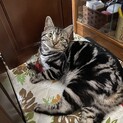 決まりました