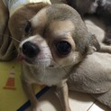 甘え下手なチワワ♂福丸くん