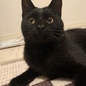 1〜2歳の黒猫♂去勢・ワクチン済み