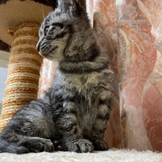 寝顔が可愛い鯖トラ柄の男の子