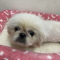 ペキニーズ　ダリアちゃん募集一時停止