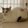 春生まれ白三毛　トレスちゃん サムネイル2