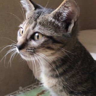 抱っこ大好き甘えんぼ　ぎんなん君