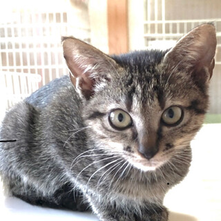 抱っこ大好き甘えんぼ　ひいらぎちゃん