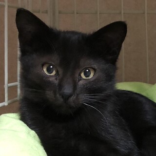 元気いっぱい人馴れバツグン　どんぐり君