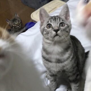 ちょっとおっとり系　さばとらくん