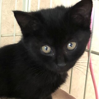 元気いっぱいおてんば娘　おしるこちゃん