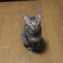 人も猫も大好き　きじとらくん