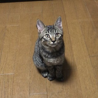 人も猫も大好き　きじとらくん