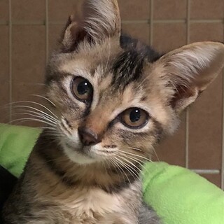 元気いっぱいキジトラの美少女　みたらしちゃん