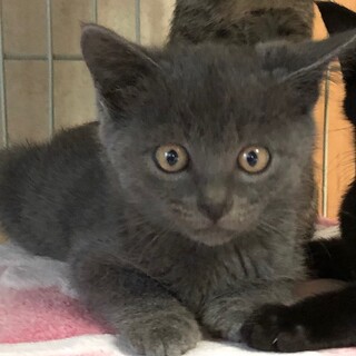 ふあふあグレーの美猫　まりも君