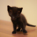 真っ黒ではない黒子猫ちゃん♡