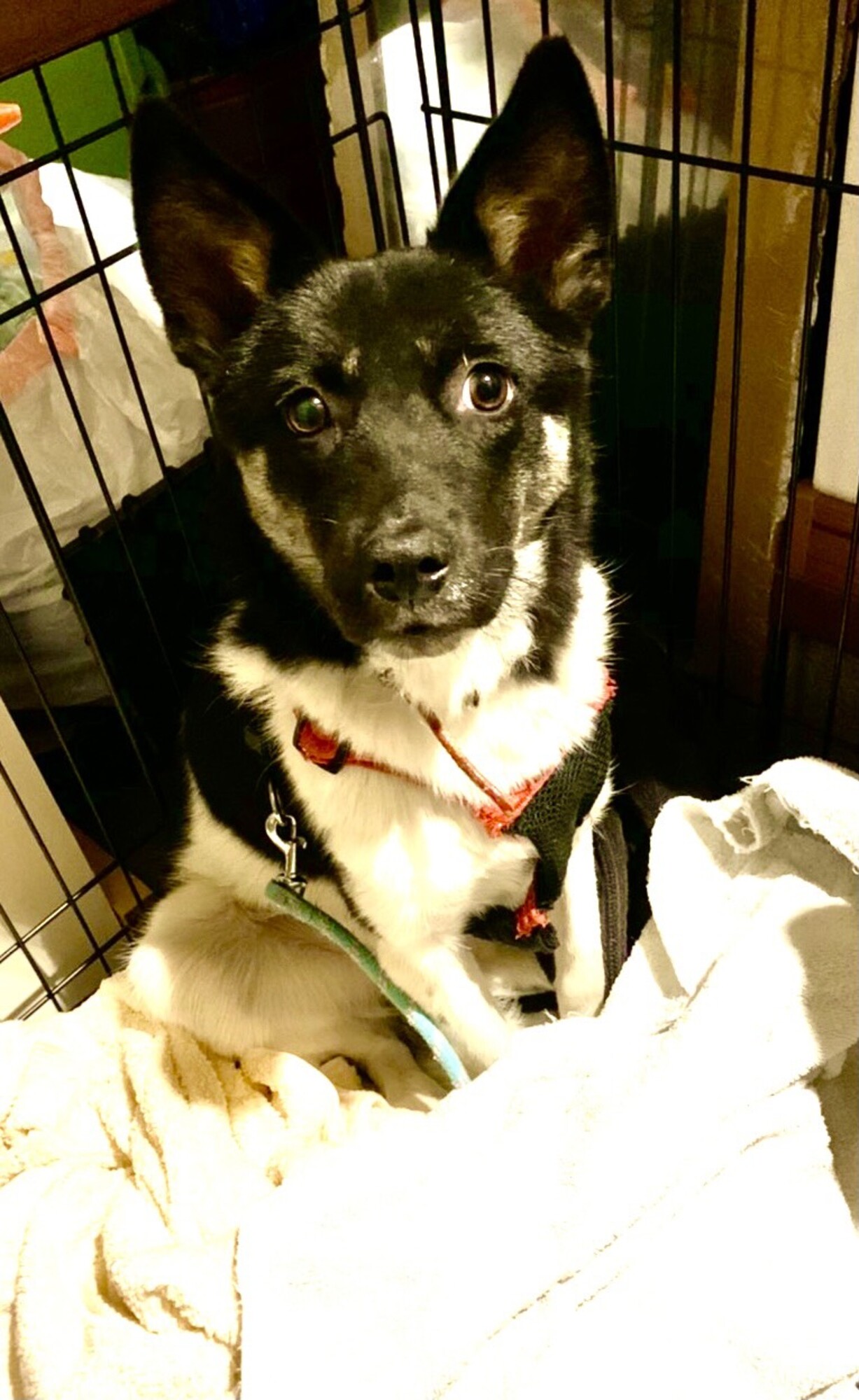 一歳未満 若くて可愛いミ 愛知県 犬の里親募集 3345 ペットのおうち 月間利用者150万人