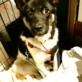 あまねちゃんに家族ができました(^^)