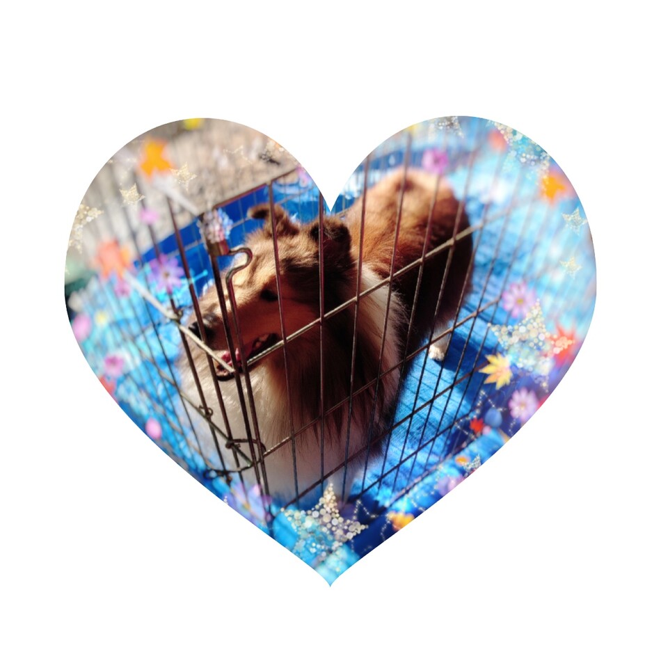 サラのカバー写真