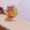 きなこ3003