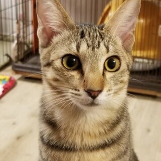 【里親さま決定】呼ぶと肩に乗る猫♡アリス♡