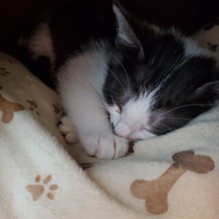 生後２ヶ月の仔猫です！