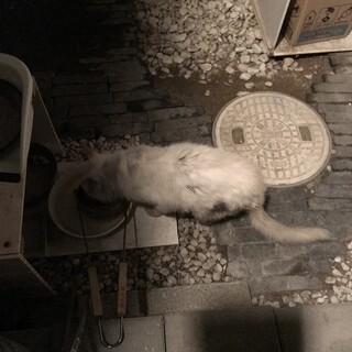 この子を綺麗な子に戻してください。