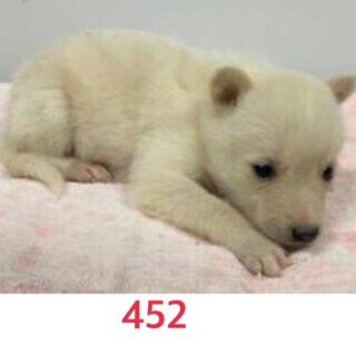 たくさんの子犬が収容されています。452〜457