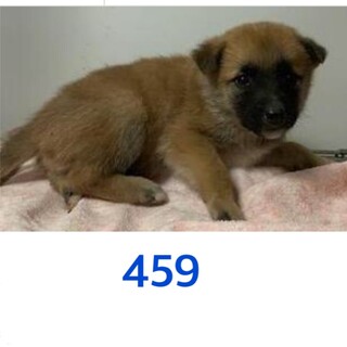 たくさんの子犬が収容されています。459〜465
