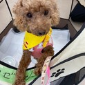 甘えん坊さん♡怖がりだから安心をくださいロゼちゃん