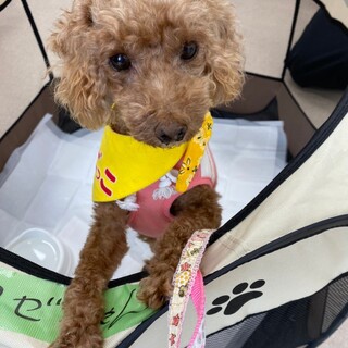 甘えん坊さん♡怖がりだから安心をくださいロゼちゃん